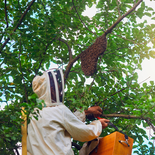 Professional in protective gear working with bee swarm, demonstrating our field experience