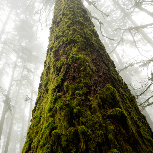 Moss-covered tree trunk in misty forest representing our connection to nature